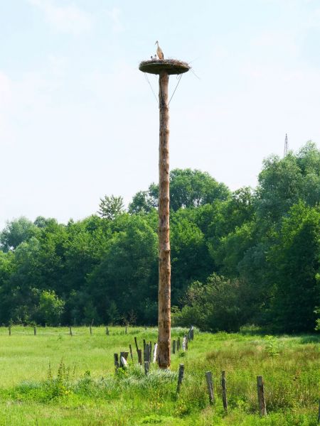 Storchenpaar mit Nachwuchs